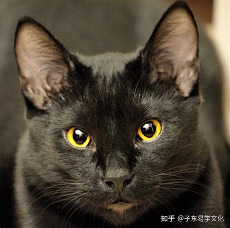 黑猫进屋万字|黑猫跑到家里不走什么预兆 黑猫的寓意及象征